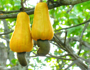 767px-Twin_Cashews_From_Kollam_Kerala.jpg